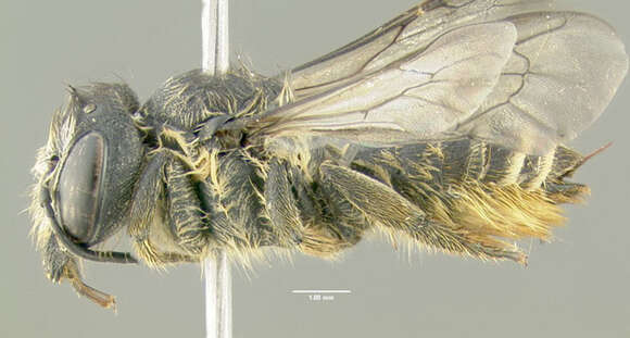 Image of Leafcutter bee