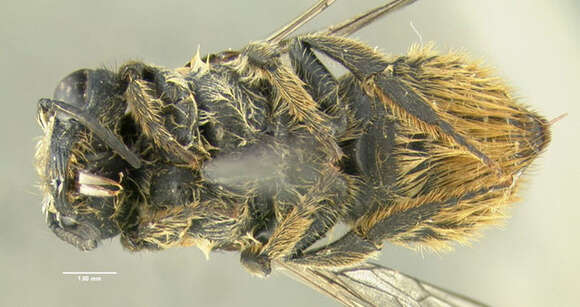 Image of Leafcutter bee