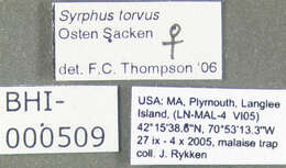 Image de Syrphus torvus Osten Sacken 1875