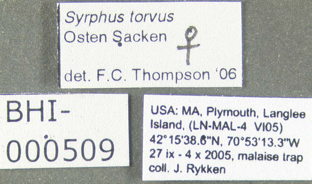 Image de Syrphus torvus Osten Sacken 1875