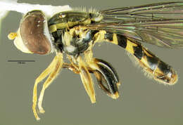 Image of Toxomerus geminatus (Say 1823)