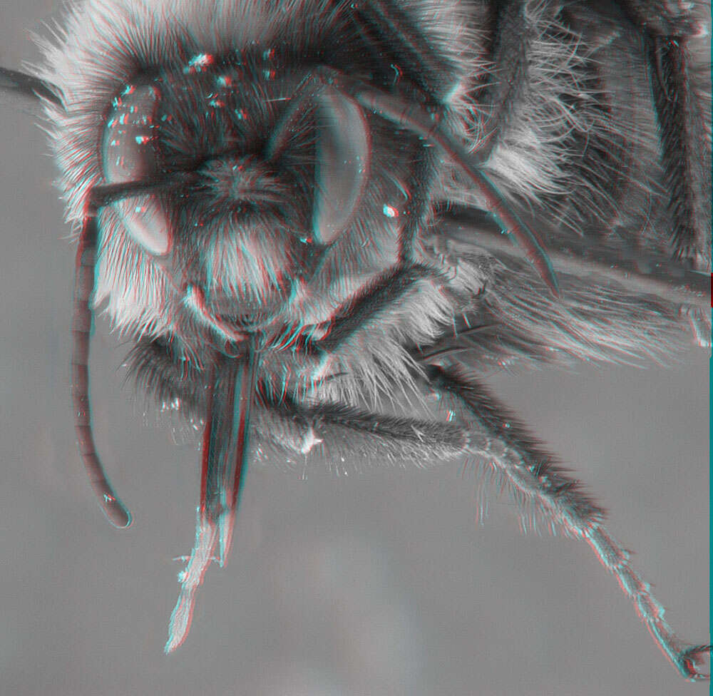 Image of Common Eastern Bumblebee