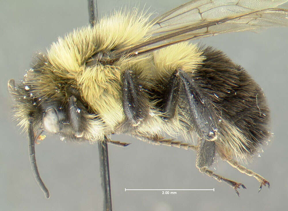 Image of Common Eastern Bumblebee