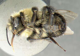 Image of Common Eastern Bumblebee