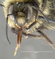 Image of Common Eastern Bumblebee