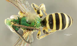 صورة Agapostemon sericeus (Förster 1771)