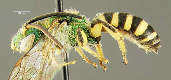 Image of Silky Agapostemon