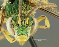 صورة Agapostemon sericeus (Förster 1771)