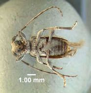 صورة Ecyrus dasycerus (Say 1827)