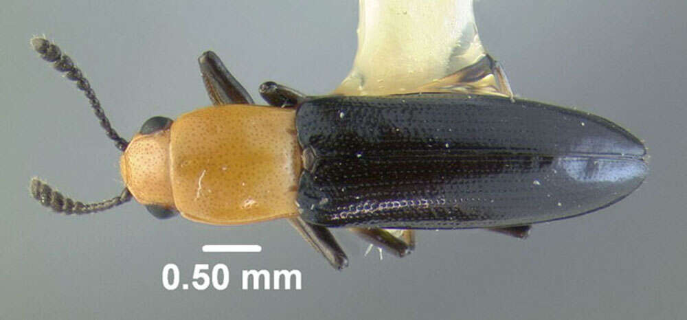 Image of Clover Stem Borer