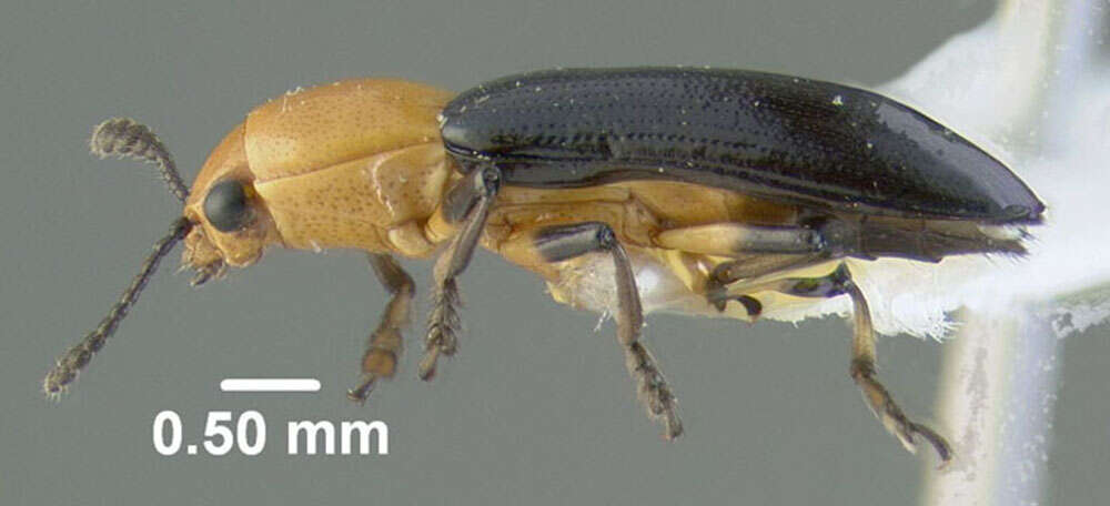 Image of Clover Stem Borer