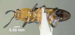 Image of Clover Stem Borer