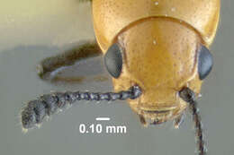 Image of Clover Stem Borer