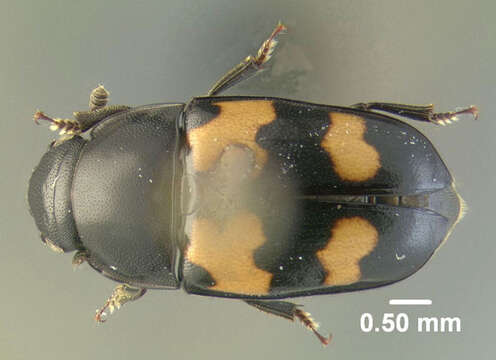 Image of Glischrochilus fasciatus (Olivier 1790)