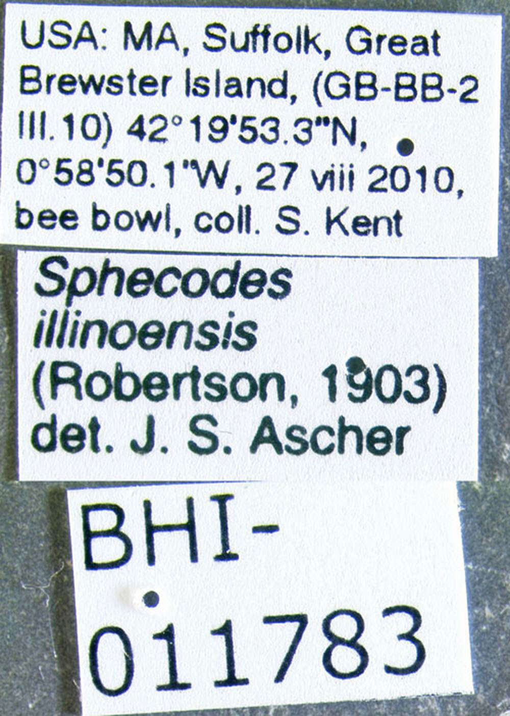 Image of Sphecodes illinoensis (Robertson 1903)