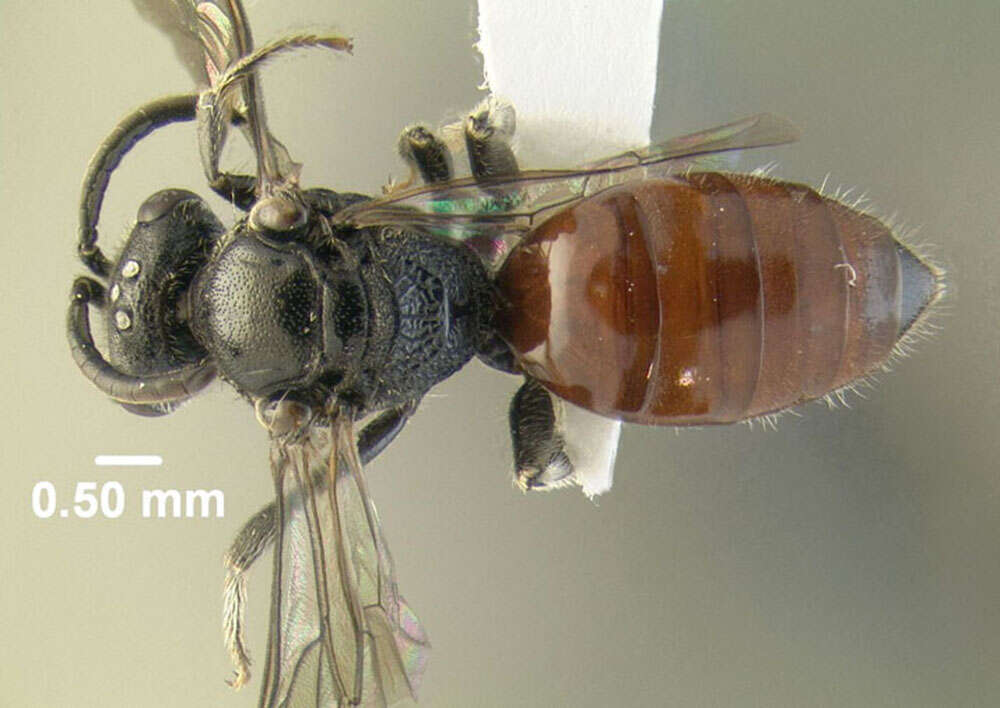 Image of Sphecodes levis Lovell & Cockerell 1907