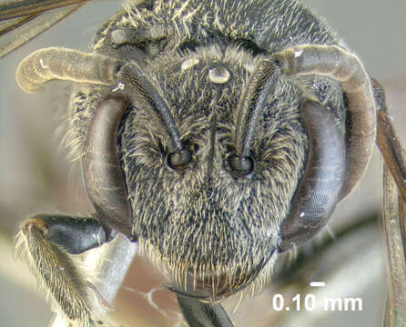 Image of Sphecodes ranunculi Robertson 1897