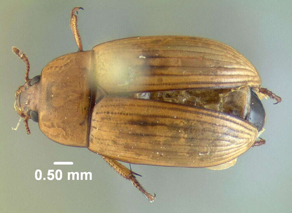 Image de Phaleria testacea Say 1824