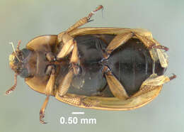 Image de Phaleria testacea Say 1824