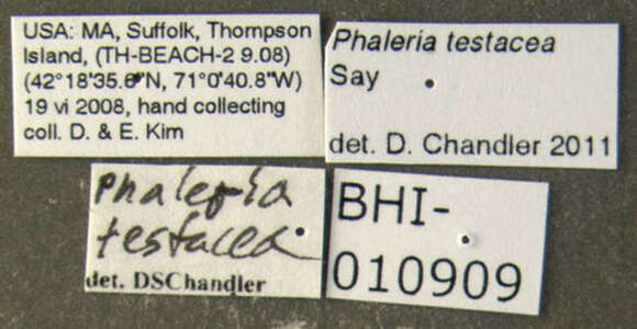 Image of Phaleria testacea Say 1824