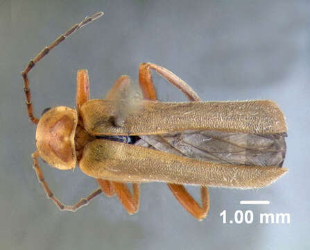 Image of <i>Cantharis rufa</i>