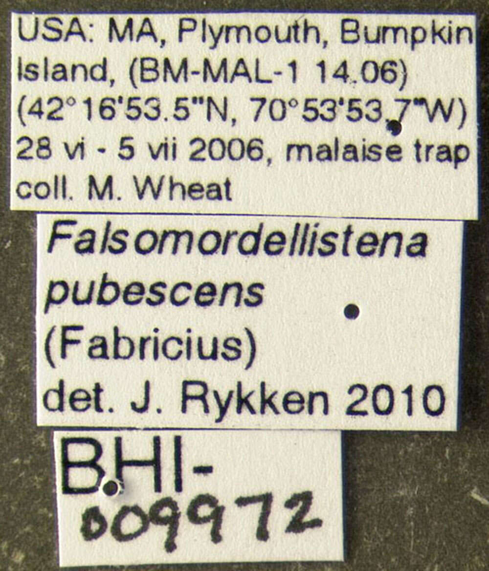 Plancia ëd Falsomordellistena pubescens (Fabricius 1798)