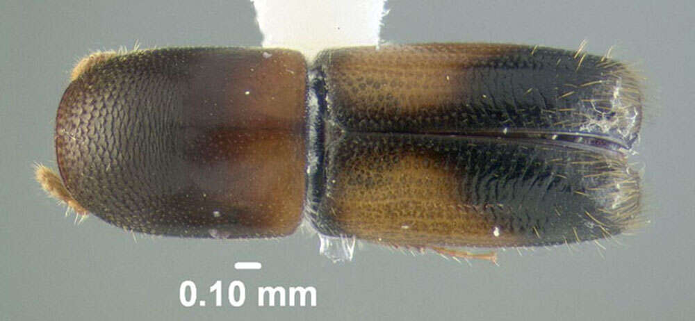 Image of Monarthrum fasciatum Wood & Bright 1992