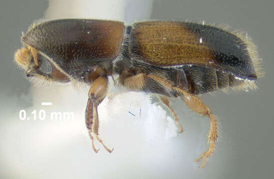 Image of Monarthrum fasciatum Wood & Bright 1992