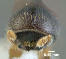 Image of Monarthrum fasciatum Wood & Bright 1992