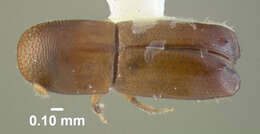 Image of Bark beetle