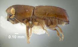 Image of Bark beetle