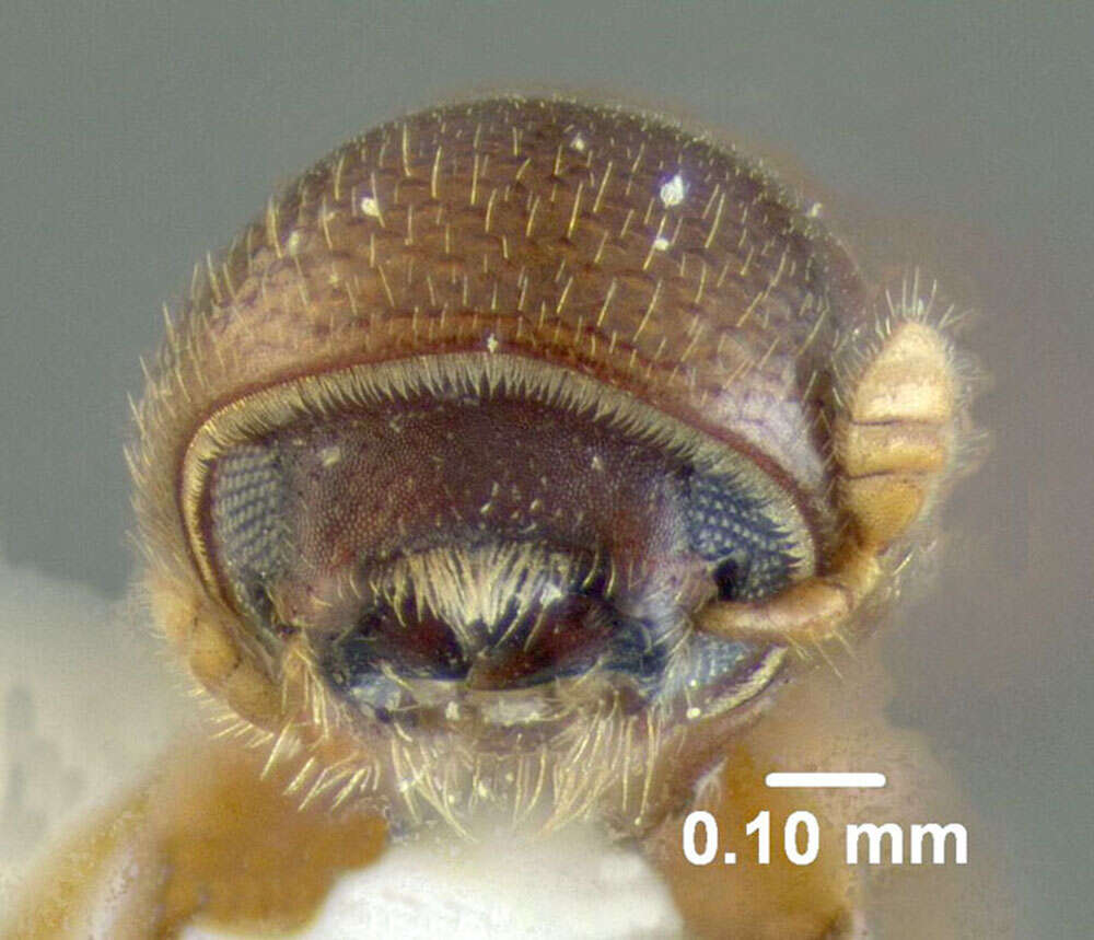 Image of Bark beetle