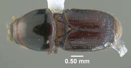 Image of Larger shothole borer