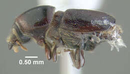 Image of Larger shothole borer