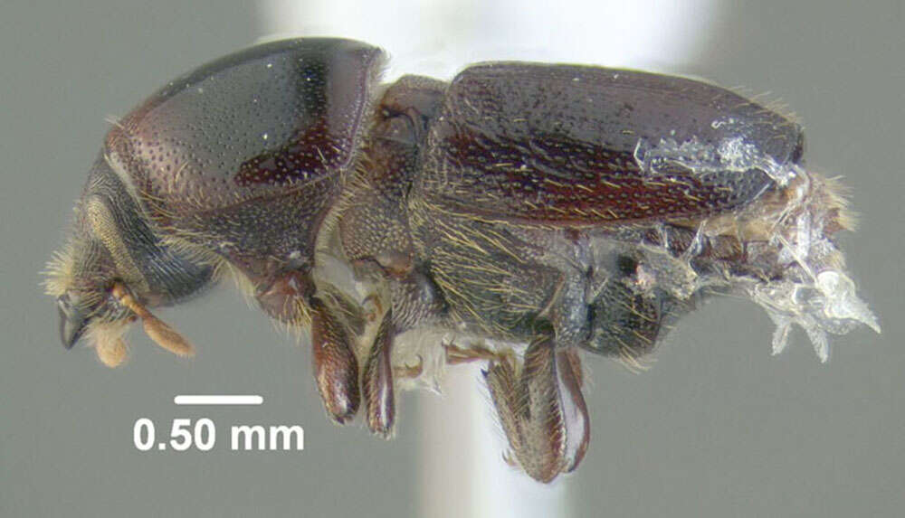 Image of Larger shothole borer