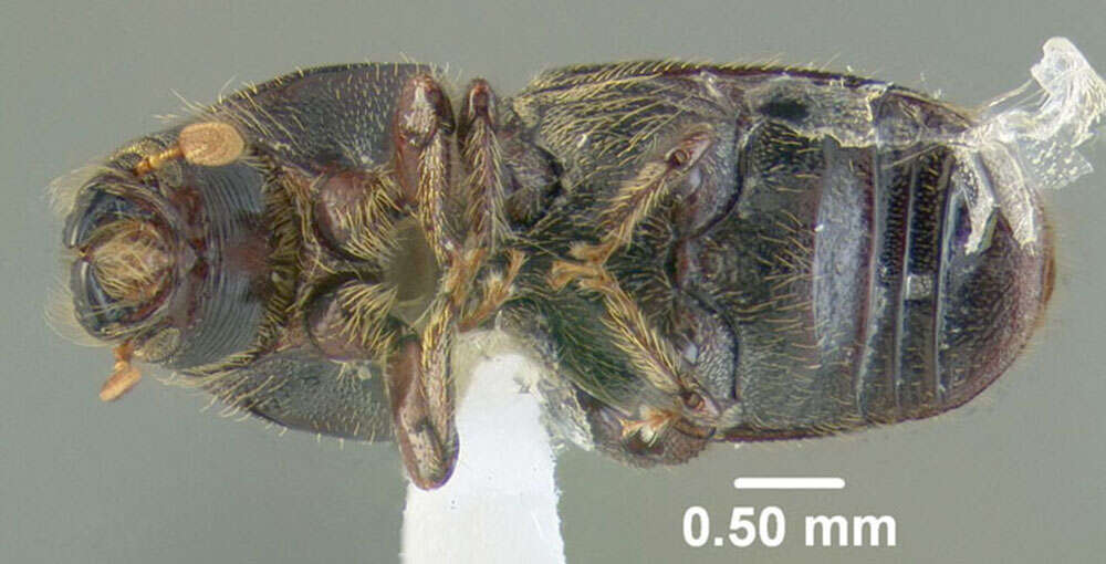 Image of Larger shothole borer