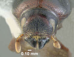 Image of Larger shothole borer