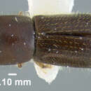 Image of Bark beetle