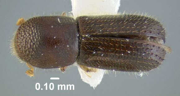 Слика од Xyleborinus saxeseni Reitter 1913