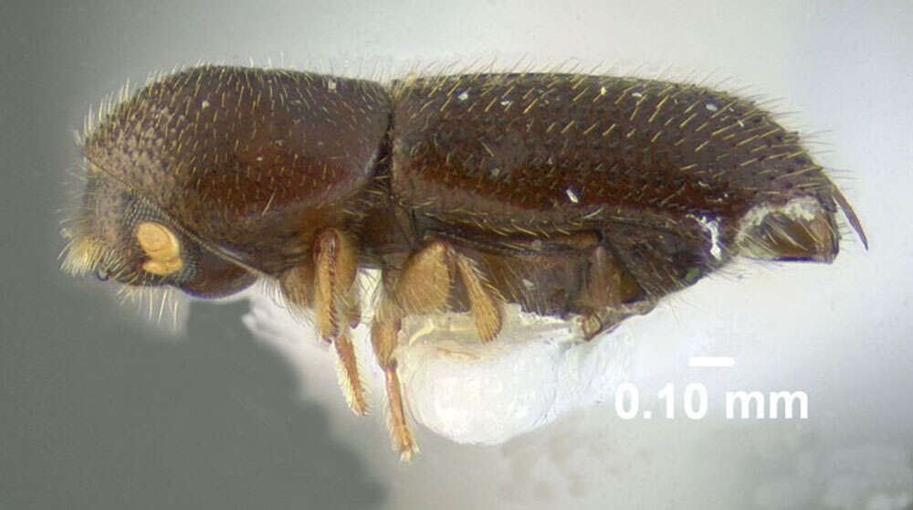 Image of Bark beetle