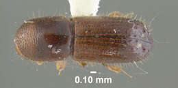 Image of Ambrosia beetle