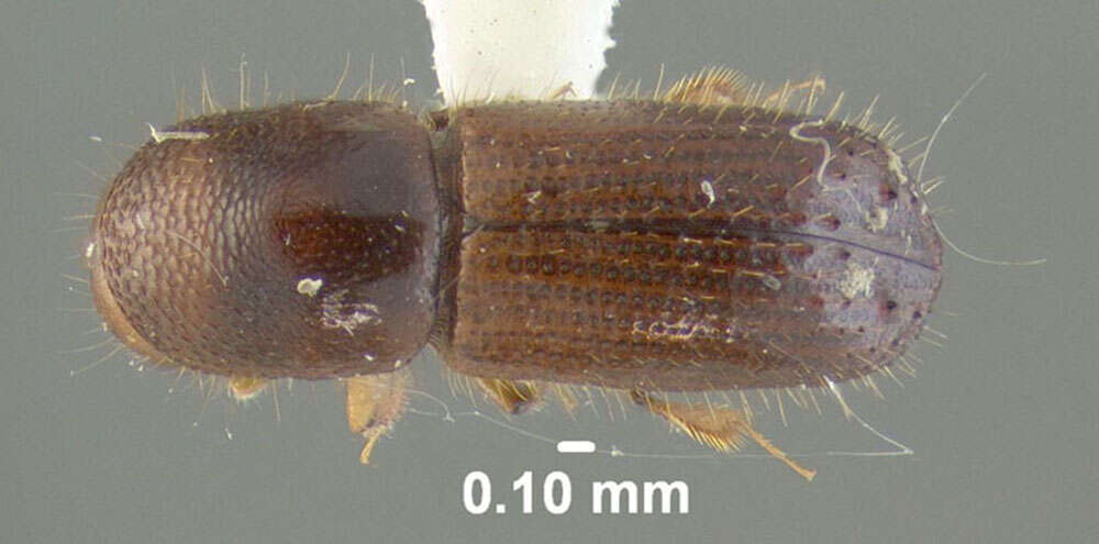 Image of Ambrosia beetle