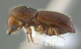 Image of Ambrosia beetle