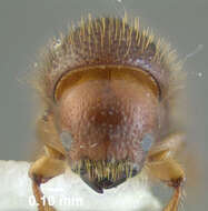 Image of Ambrosia beetle