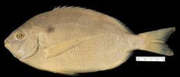 Image of Blackspot porgy