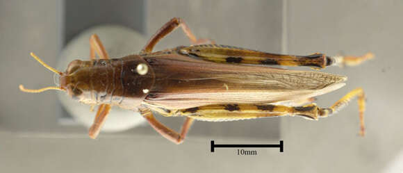 Melanoplus differentialis differentialis (Thomas & C. 1865)的圖片