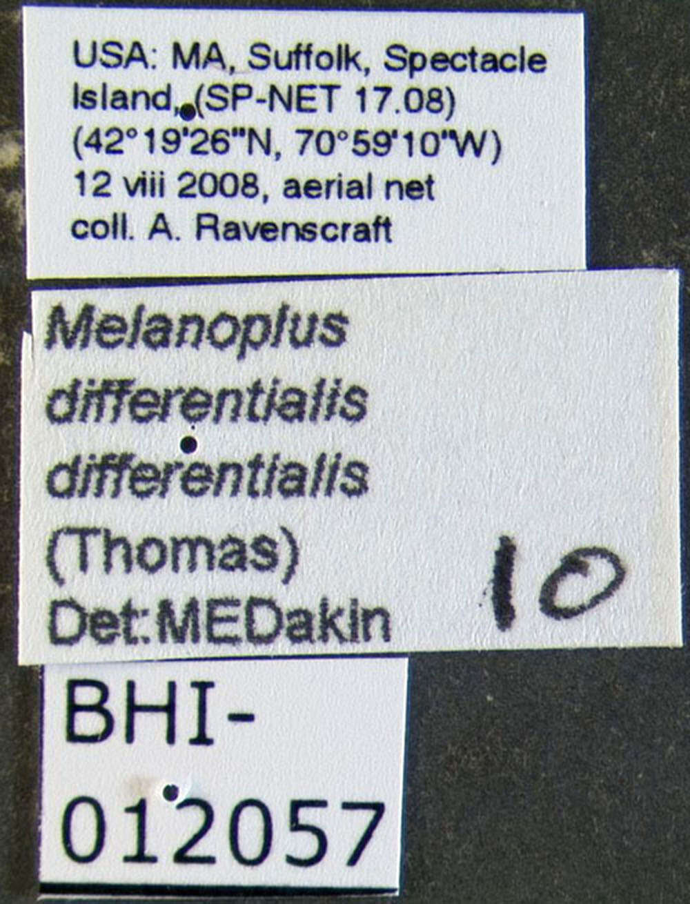 Melanoplus differentialis differentialis (Thomas & C. 1865)的圖片