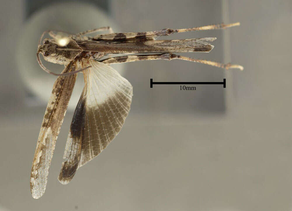 Image of Longhorn Band-wing Grasshopper