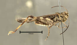 Image of Longhorn Band-wing Grasshopper