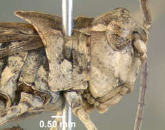 Image of Longhorn Band-wing Grasshopper